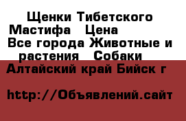 Щенки Тибетского Мастифа › Цена ­ 90 000 - Все города Животные и растения » Собаки   . Алтайский край,Бийск г.